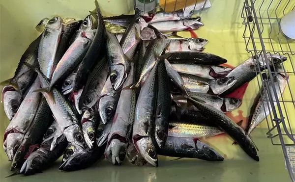 「東伊豆のライトゲームでサバ50匹！【静岡】初心者でも即ヒット＆連発を満喫」の画像