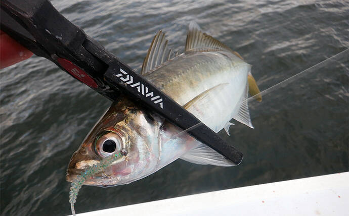 「何もしない」が正解！ 東京湾バチコンアジングでアジ115匹と入れ食い堪能【千葉・栄宝丸】