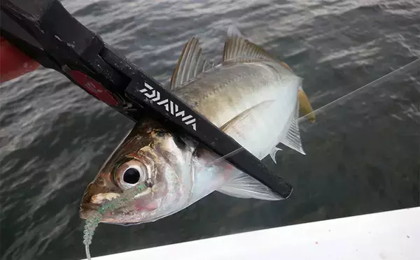 「「何もしない」が正解！ 東京湾バチコンアジングでアジ115匹と入れ食い堪能【千葉・栄宝丸】」の画像