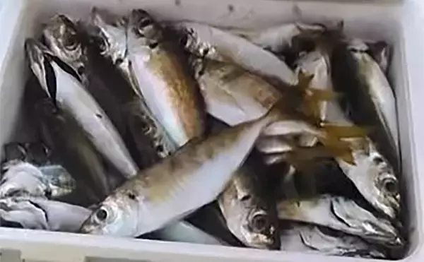 「「何もしない」が正解！ 東京湾バチコンアジングでアジ115匹と入れ食い堪能【千葉・栄宝丸】」の画像