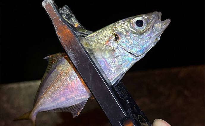 アジングは「ロッドで探知してリールで釣る」 タックルの役割を考えてみた