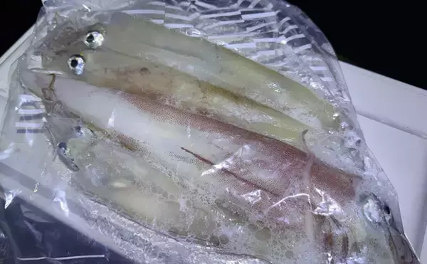 「ヤリイカを釣ったので「禁断の？」塩辛を作ってみた　肝が決め手の濃厚な一品」の画像