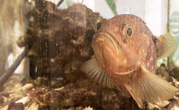 「魚も飼い主も落ち着くことが大事？」 魚を水槽に入れる前に準備すべきポイント7選
