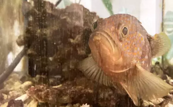 「魚も飼い主も落ち着くことが大事？」 魚を水槽に入れる前に準備すべきポイント7選