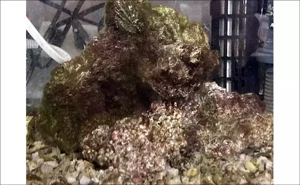 「「魚も飼い主も落ち着くことが大事？」 魚を水槽に入れる前に準備すべきポイント7選」の画像