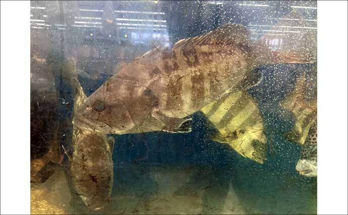 「魚も飼い主も落ち着くことが大事？」 魚を水槽に入れる前に準備すべきポイント7選