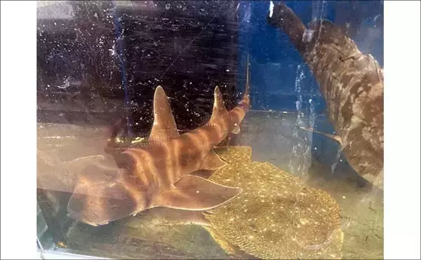 「「魚も飼い主も落ち着くことが大事？」 魚を水槽に入れる前に準備すべきポイント7選」の画像