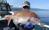 「初夏の新潟・上越沖コマセ釣りで本命の真鯛数釣りを達成！【子丸】」の画像1