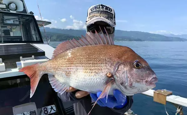 初夏の新潟・上越沖コマセ釣りで本命の真鯛数釣りを達成！【子丸】