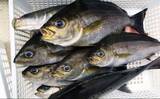 「初夏の新潟・上越沖コマセ釣りで本命の真鯛数釣りを達成！【子丸】」の画像10