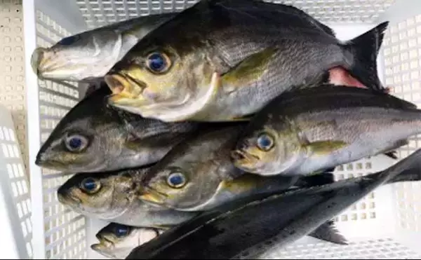 「初夏の新潟・上越沖コマセ釣りで本命の真鯛数釣りを達成！【子丸】」の画像