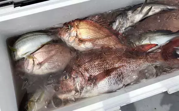 「初夏の新潟・上越沖コマセ釣りで本命の真鯛数釣りを達成！【子丸】」の画像