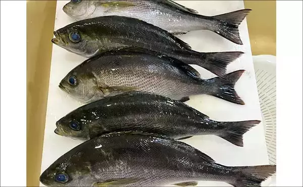 「初夏の新潟・上越沖コマセ釣りで本命の真鯛数釣りを達成！【子丸】」の画像