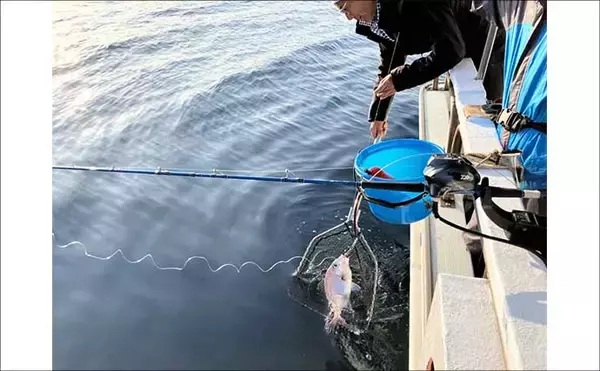 「初夏の新潟・上越沖コマセ釣りで本命の真鯛数釣りを達成！【子丸】」の画像