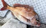 「初夏の新潟・上越沖コマセ釣りで本命の真鯛数釣りを達成！【子丸】」の画像5