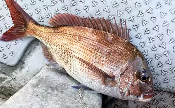 「初夏の新潟・上越沖コマセ釣りで本命の真鯛数釣りを達成！【子丸】」の画像
