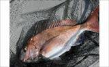 「初夏の新潟・上越沖コマセ釣りで本命の真鯛数釣りを達成！【子丸】」の画像6