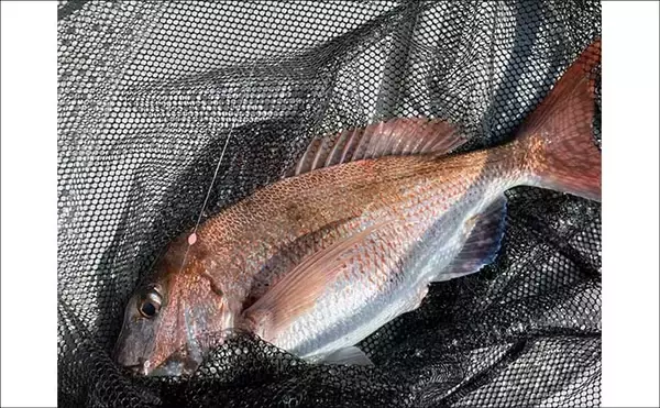 「初夏の新潟・上越沖コマセ釣りで本命の真鯛数釣りを達成！【子丸】」の画像