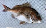 「初夏の新潟・上越沖コマセ釣りで本命の真鯛数釣りを達成！【子丸】」の画像7