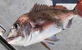 「初夏の新潟・上越沖コマセ釣りで本命の真鯛数釣りを達成！【子丸】」の画像8