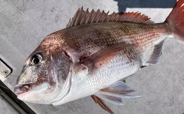 「初夏の新潟・上越沖コマセ釣りで本命の真鯛数釣りを達成！【子丸】」の画像
