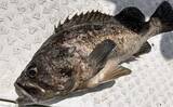 「初夏の新潟・上越沖コマセ釣りで本命の真鯛数釣りを達成！【子丸】」の画像9