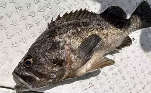 「初夏の新潟・上越沖コマセ釣りで本命の真鯛数釣りを達成！【子丸】」の画像