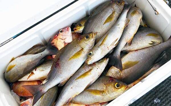 春イサキを船からフカセ釣りで狙う方法 道具 仕掛け 釣り方 22年2月5日 エキサイトニュース