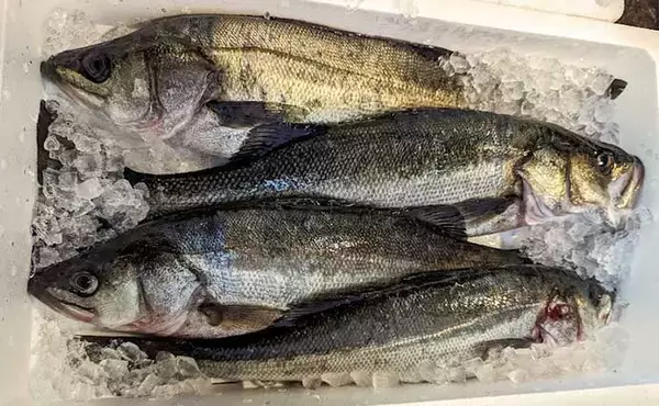 「プロが教える【スズキの目利き】　切り身は透明感をチェックしよう」の画像