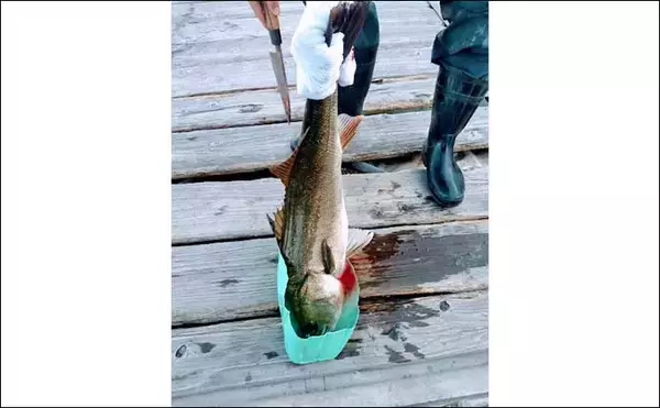 「プロが教える【スズキの目利き】　切り身は透明感をチェックしよう」の画像