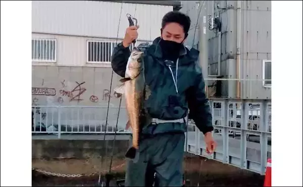 「プロが教える【スズキの目利き】　切り身は透明感をチェックしよう」の画像