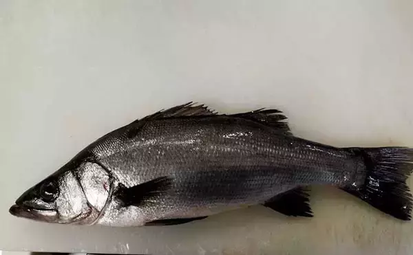 「プロが教える【スズキの目利き】　切り身は透明感をチェックしよう」の画像