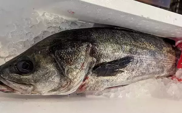 「プロが教える【スズキの目利き】　切り身は透明感をチェックしよう」の画像