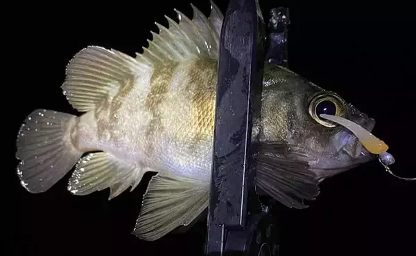 「アジング＆メバリングの今シーズン「爆アタリ」カラー3選【大阪湾奥・2022～23】」の画像