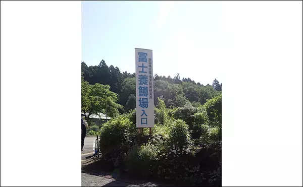 「フライフィッシングで50cm級ニジマス手中【静岡・富士養鱒場】良型が連発で大満足」の画像