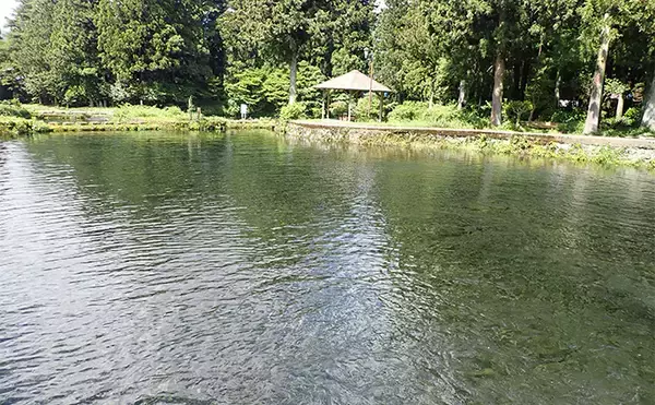 「フライフィッシングで50cm級ニジマス手中【静岡・富士養鱒場】良型が連発で大満足」の画像