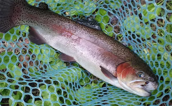 「フライフィッシングで50cm級ニジマス手中【静岡・富士養鱒場】良型が連発で大満足」の画像