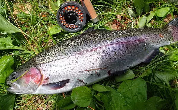 「フライフィッシングで50cm級ニジマス手中【静岡・富士養鱒場】良型が連発で大満足」の画像