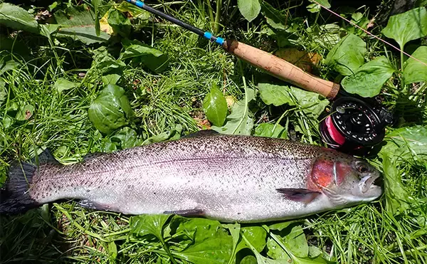 「フライフィッシングで50cm級ニジマス手中【静岡・富士養鱒場】良型が連発で大満足」の画像
