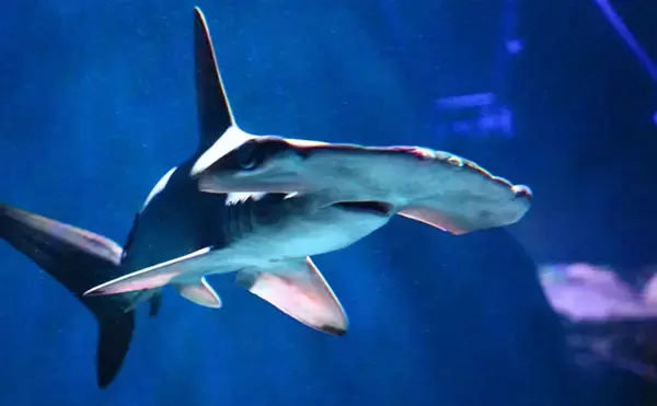 「「シュモクザメ」のハンマー型頭の不思議　独特な形状が持つ4つのメリットとは？」の画像