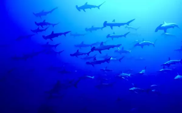 「「シュモクザメ」のハンマー型頭の不思議　独特な形状が持つ4つのメリットとは？」の画像