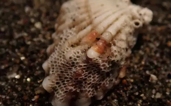 「「接写に夢中！」海岸に落ちているものに限界まで近づいて撮影してみた」の画像