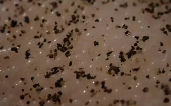 「「接写に夢中！」海岸に落ちているものに限界まで近づいて撮影してみた」の画像