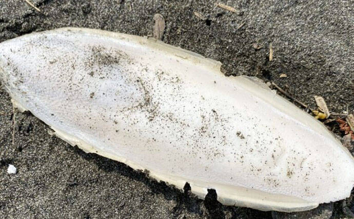 「接写に夢中！」海岸に落ちているものに限界まで近づいて撮影してみた