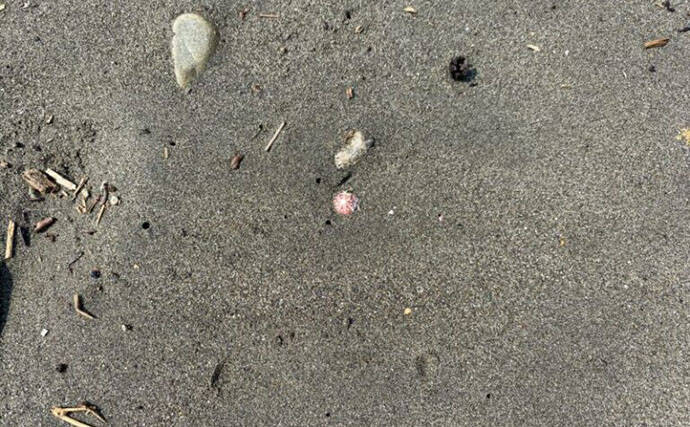 「接写に夢中！」海岸に落ちているものに限界まで近づいて撮影してみた