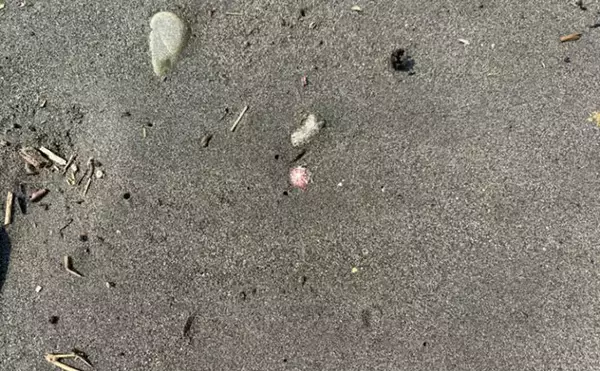 「「接写に夢中！」海岸に落ちているものに限界まで近づいて撮影してみた」の画像