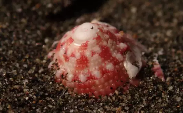 「「接写に夢中！」海岸に落ちているものに限界まで近づいて撮影してみた」の画像