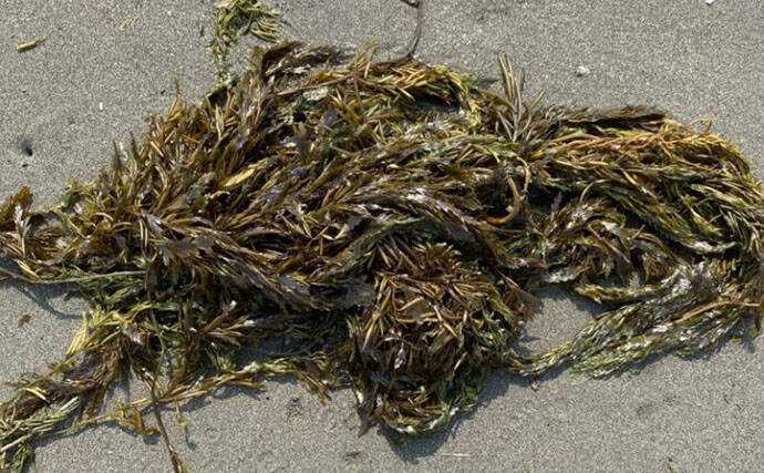 「接写に夢中！」海岸に落ちているものに限界まで近づいて撮影してみた