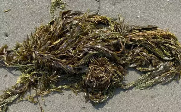 「「接写に夢中！」海岸に落ちているものに限界まで近づいて撮影してみた」の画像