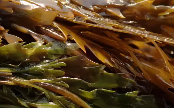 「「接写に夢中！」海岸に落ちているものに限界まで近づいて撮影してみた」の画像